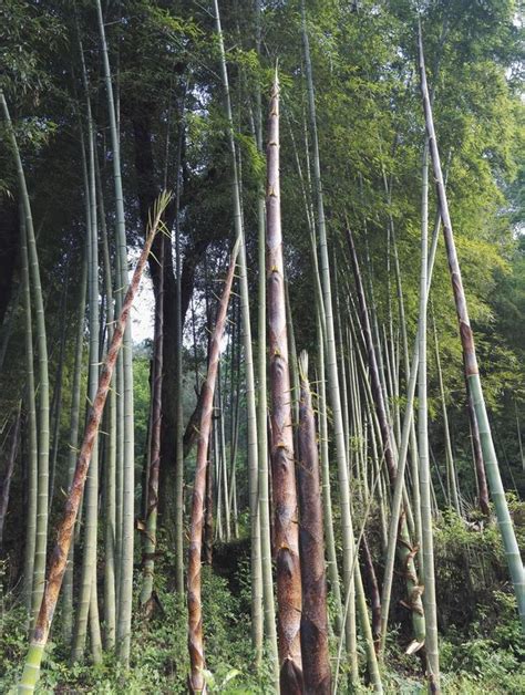 竹子好種嗎|竹子如何生長？深入瞭解竹子生長生態和重要性 